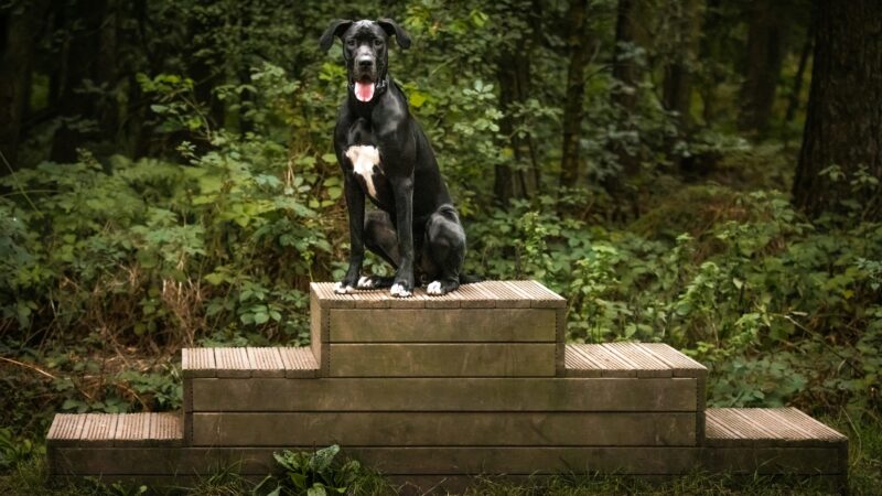 best dog stairs and ramps for senior dogs in 2026