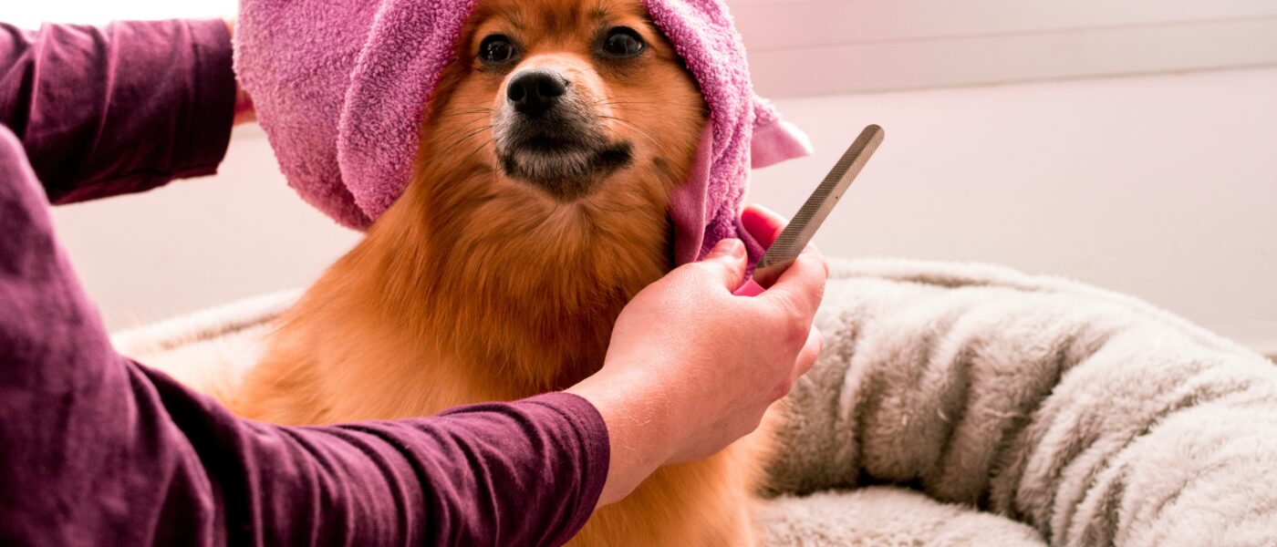 Best Dog Towels for Drying in 2026: What Soaks Up a Wet Coat Before the Shake