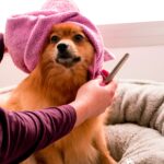 best dog towels for drying in 2026