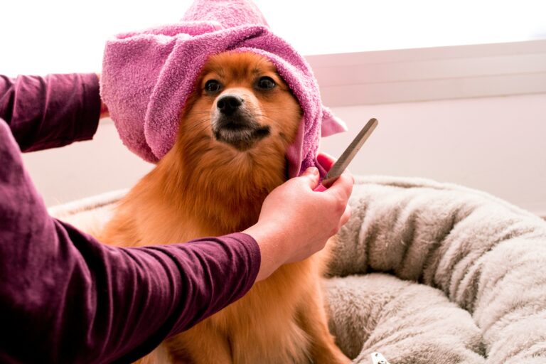 best dog towels for drying in 2026