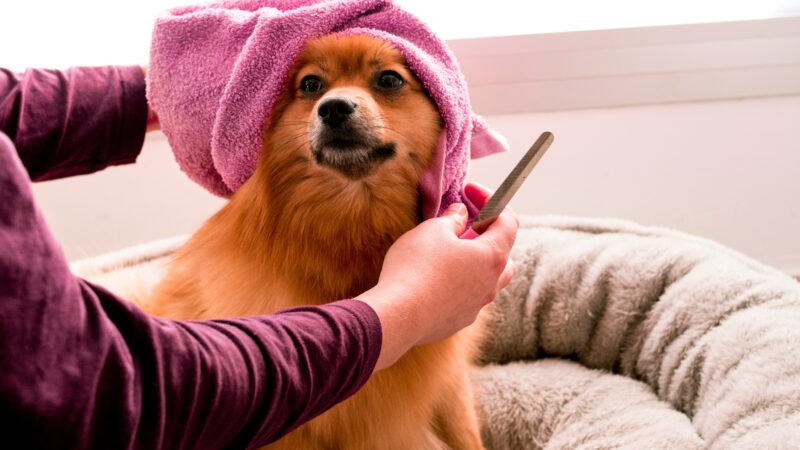 best dog towels for drying in 2026