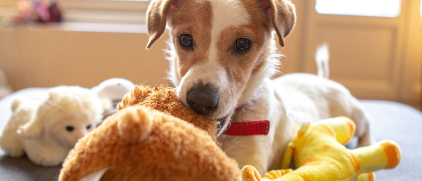 Best Dog Toys for Jack Russell Terriers in 2026: Picks That Survive the Drive