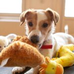best dog toys for jack russell terriers in 2026