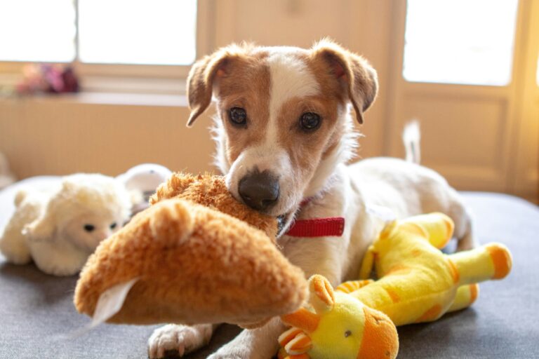 best dog toys for jack russell terriers in 2026