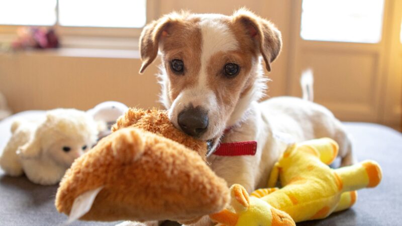 best dog toys for jack russell terriers in 2026