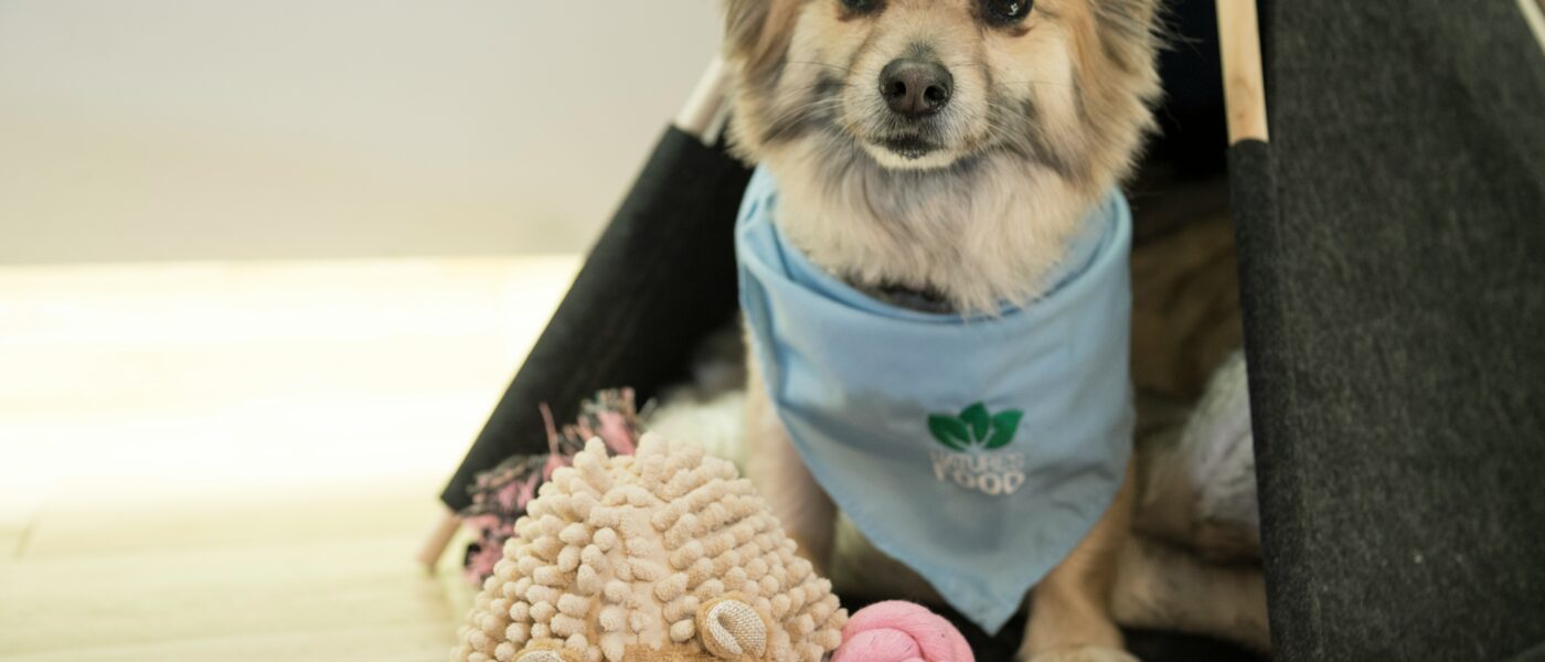 Best Dog Toys for Small Breeds in 2026: 5 Picks Sized Right for Little Dogs
