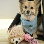 best dog toys for small breeds in 2026
