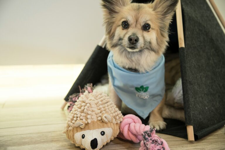 best dog toys for small breeds in 2026