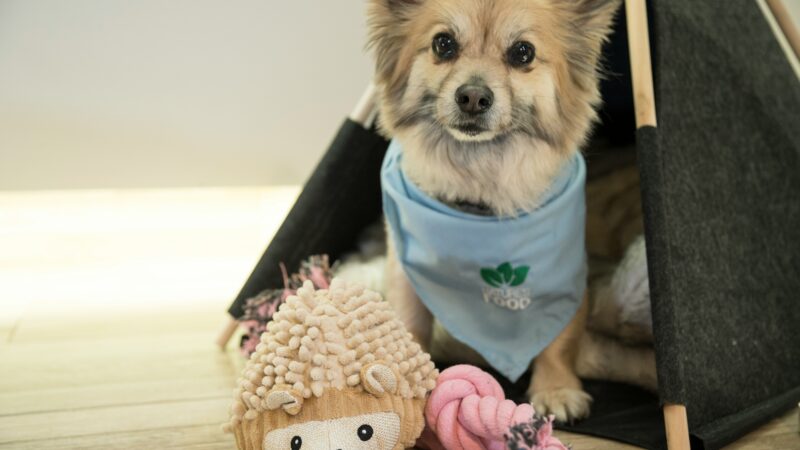 best dog toys for small breeds in 2026