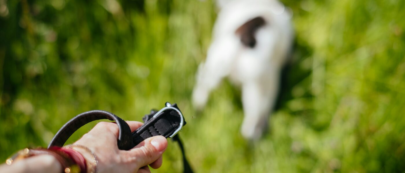 Best Dog Training Clickers in 2026: Which Ones Mark the Moment Cleanly