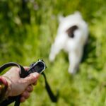 best dog training clickers in 2026