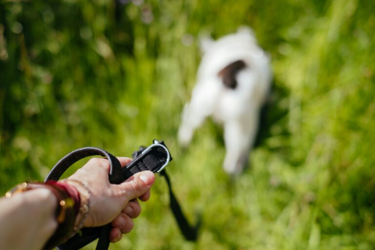 best dog training clickers in 2026