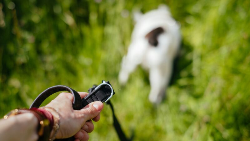 best dog training clickers in 2026