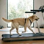 best dog treadmills for indoor exercise in 2026
