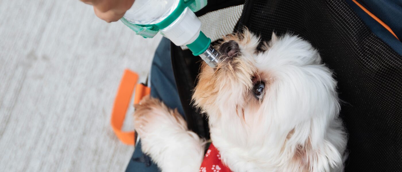 Best Dog Water Bottles for Walks in 2026: The Gear That Keeps a Dog Hydrated Anywhere