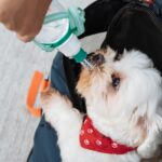 best dog water bottles for walks in 2026