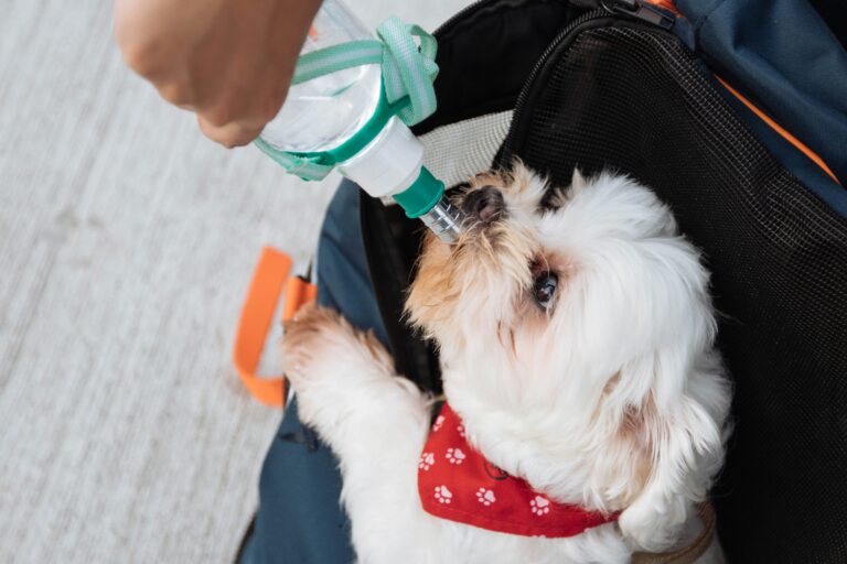best dog water bottles for walks in 2026