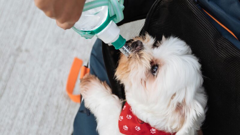 best dog water bottles for walks in 2026