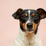 best dog water fountains for 2026