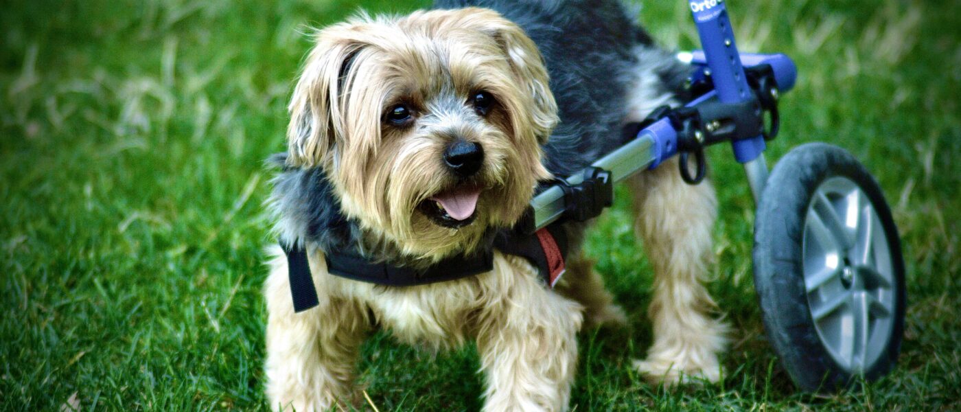 Best Dog Wheelchairs and Mobility Aids in 2026: 5 Top-Rated Picks for Hind-Leg Support, Recovery, and Independence