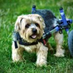 best dog wheelchairs and mobility aids in 2026