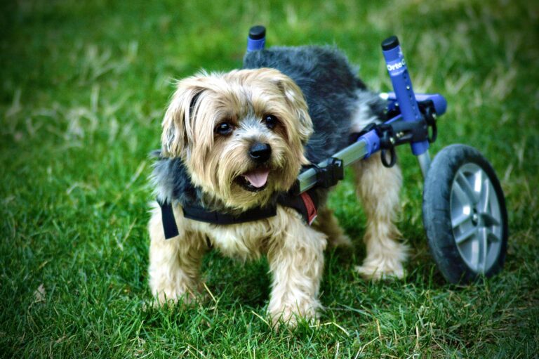 best dog wheelchairs and mobility aids in 2026