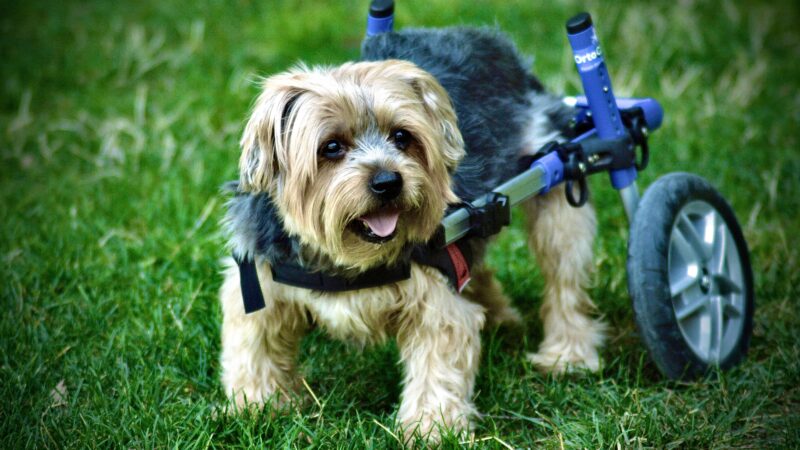 best dog wheelchairs and mobility aids in 2026