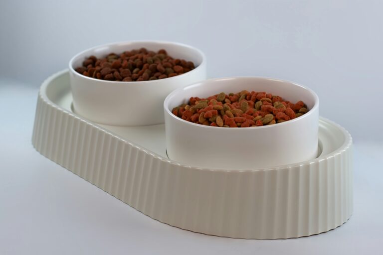 best elevated cat bowls for senior cats