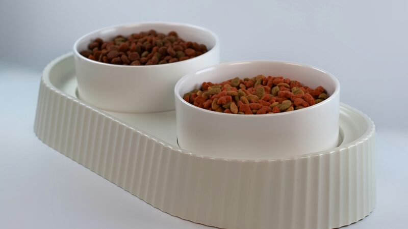 best elevated cat bowls for senior cats
