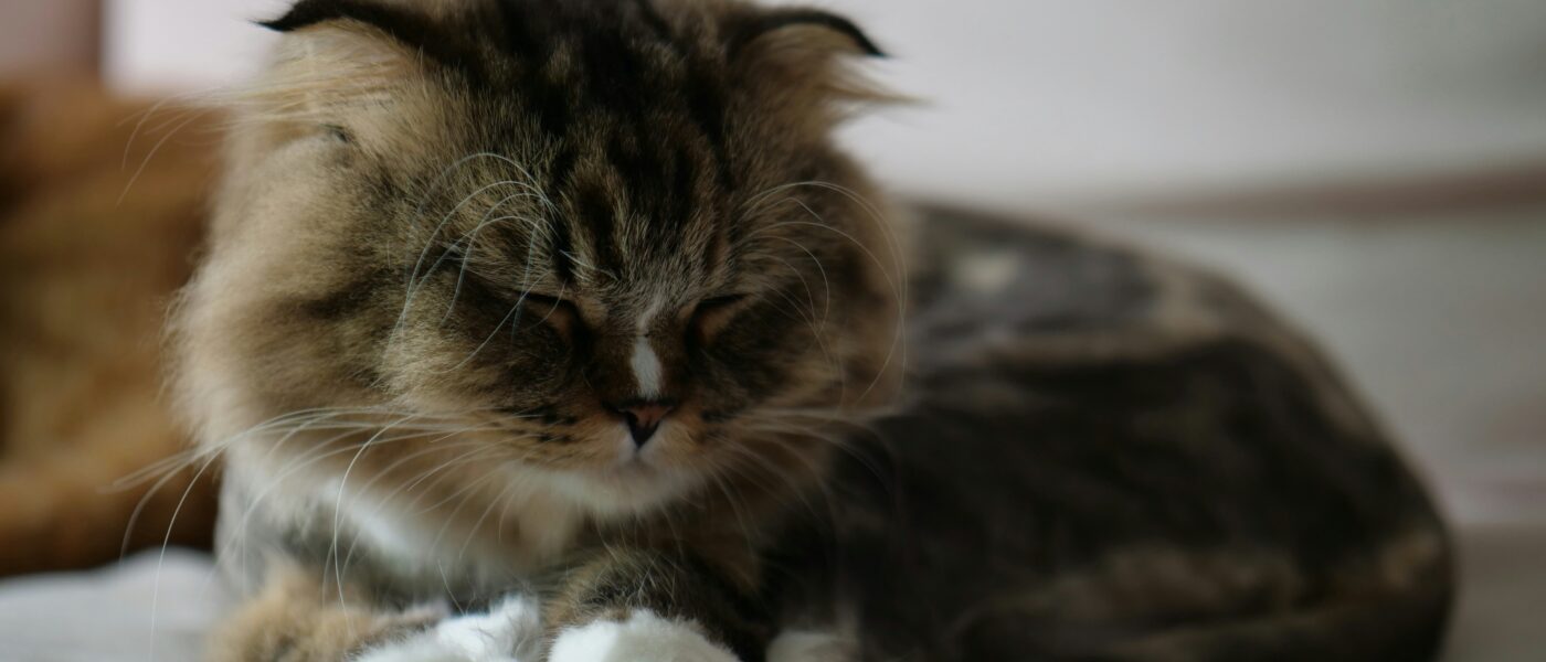 Best Hairball Control Products for Cats in 2026: Cut Hacking and Retching