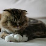 best hairball control products for cats in 2026