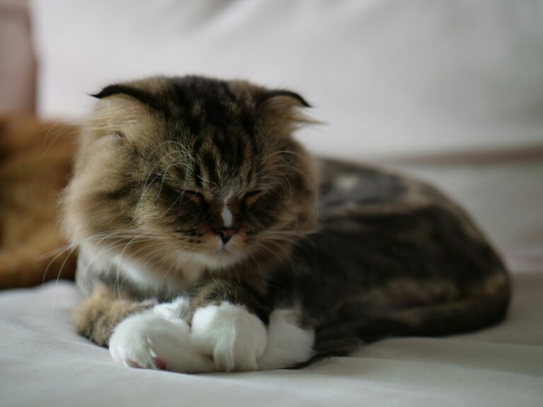 best hairball control products for cats in 2026