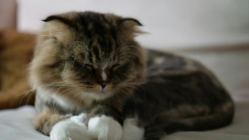 best hairball control products for cats in 2026