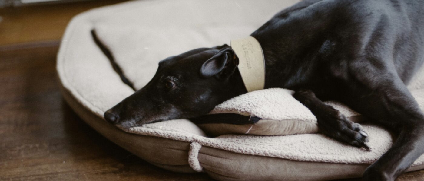 Best Heated Dog Beds for Senior Dogs with Arthritis in 2026: 5 Top-Rated Picks for Joint Comfort, Warmth, and Restful Sleep