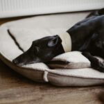 best heated dog beds for senior dogs with arthritis in 2026