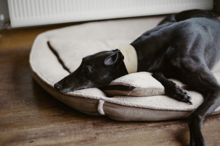 best heated dog beds for senior dogs with arthritis in 2026