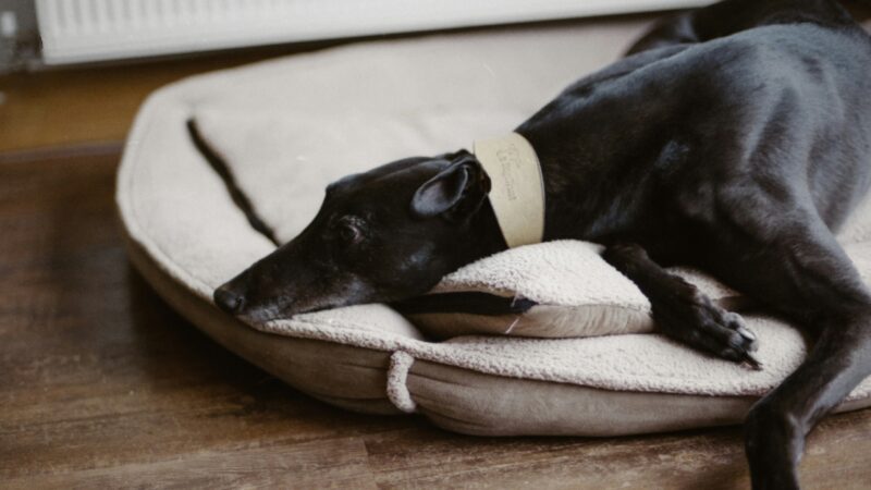best heated dog beds for senior dogs with arthritis in 2026