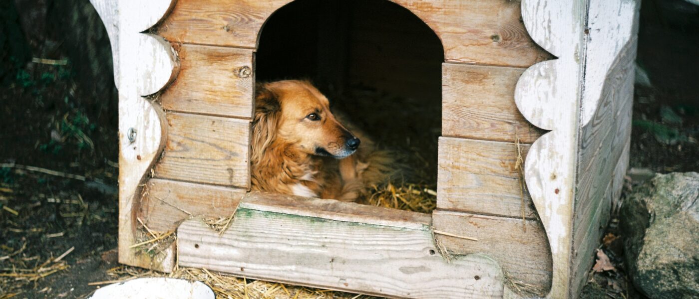 Best Heated Outdoor Dog Houses in 2026: 5 Top-Rated Picks for Cold Weather Protection and Dog Comfort