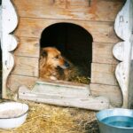 best heated dog houses in 2026