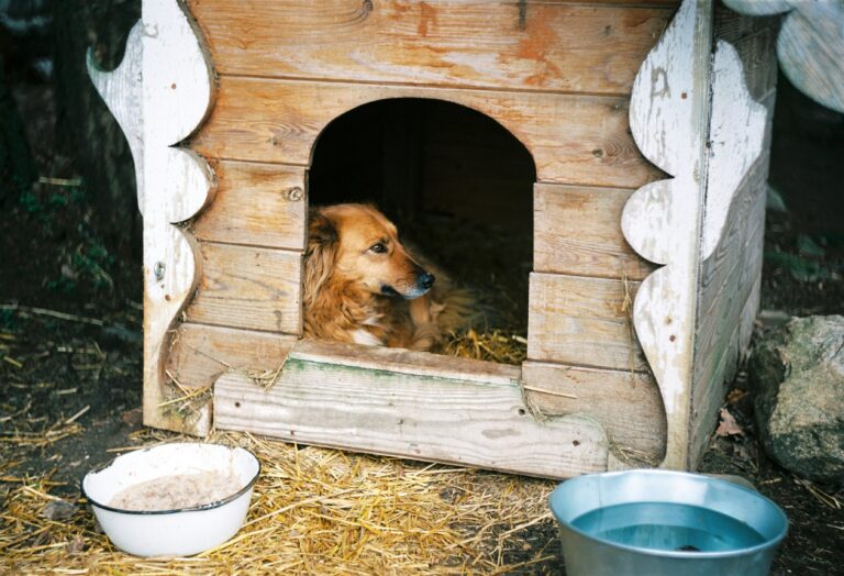 best heated dog houses in 2026