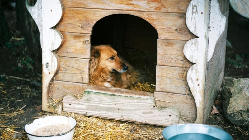 best heated dog houses in 2026
