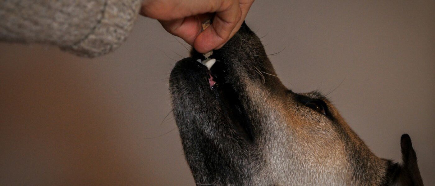 Best Pill Pockets and Medication Tools for Pets: Get the Dose Down Without the Daily Fight
