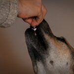 best pill pockets and medication tools for pets in 2026