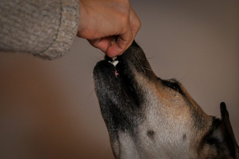 best pill pockets and medication tools for pets in 2026