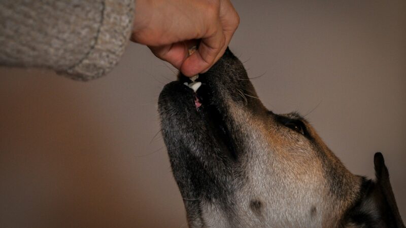best pill pockets and medication tools for pets in 2026