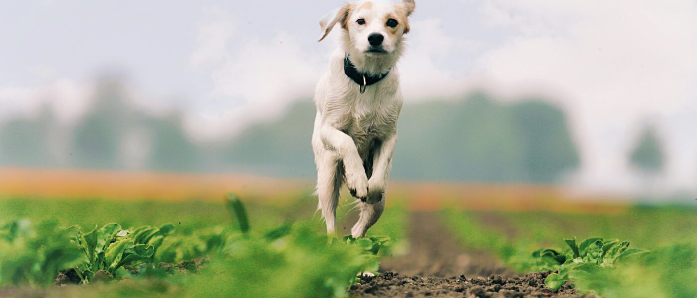 Best Probiotics for Senior Dogs in 2026: 5 Top-Rated Picks for Digestive Health, Immune Support, and Gut Microbiome Balance