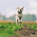 best probiotics for senior dogs in 2026