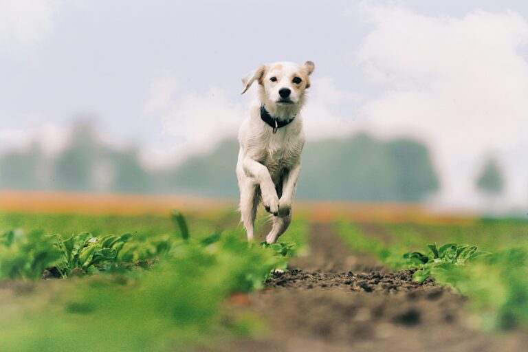 best probiotics for senior dogs in 2026