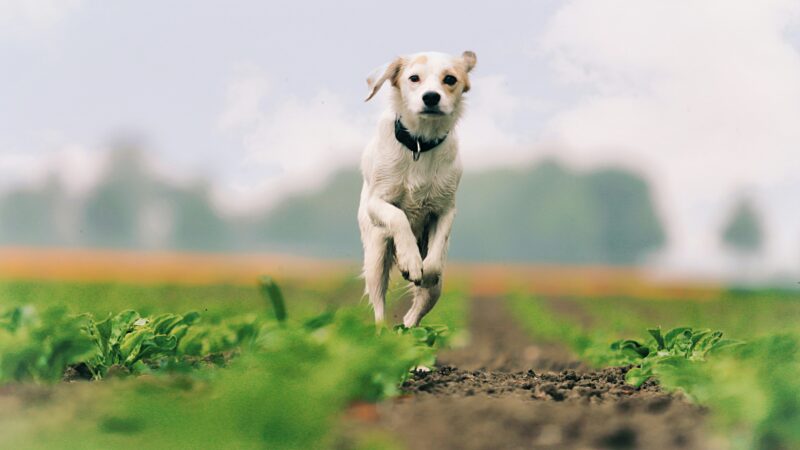 best probiotics for senior dogs in 2026