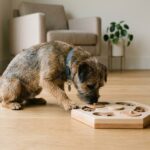 best puzzle feeders for smart dogs in 2026